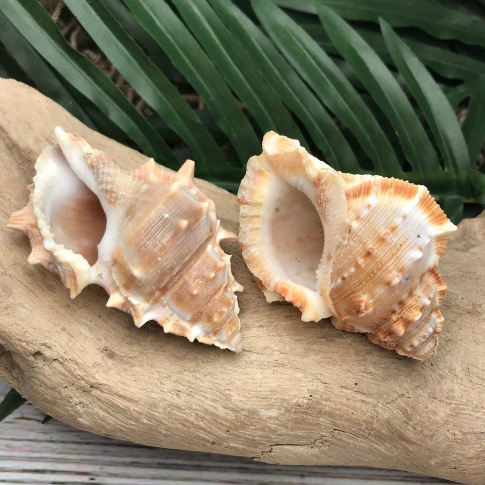 2 Frog Shells 1 Spiny rare Collector Seashells Bundle Lot Coastal Nautical Dexor